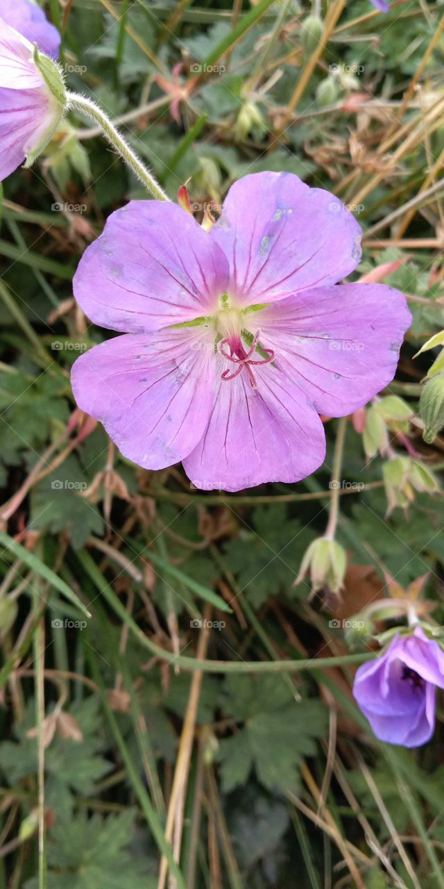 English Sticky Geranium