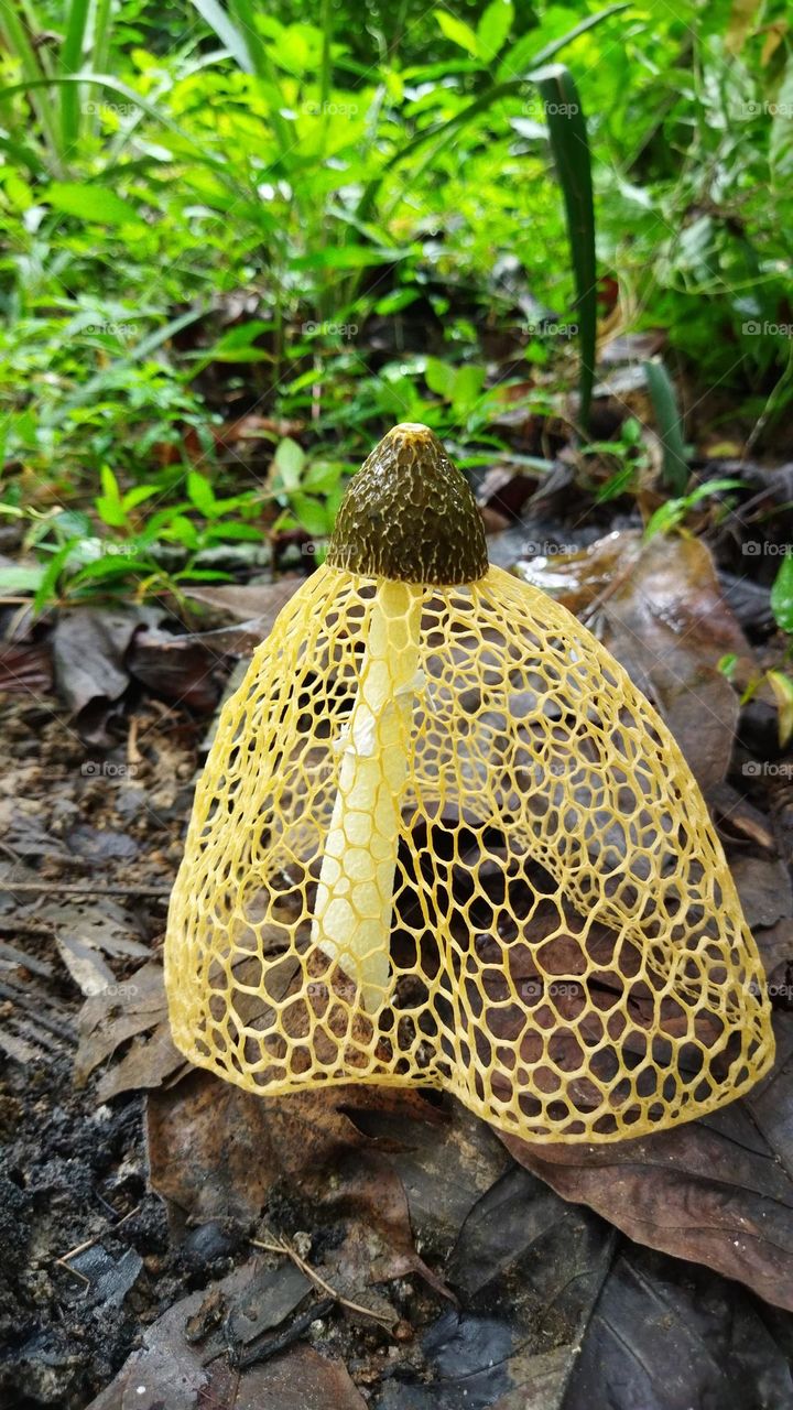 net mushroom..