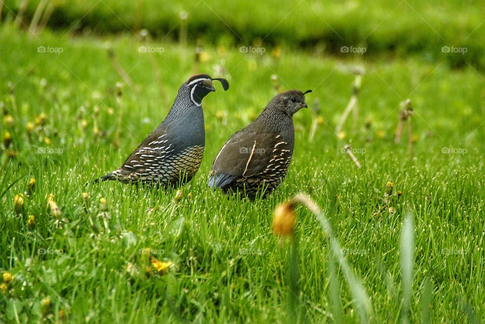 California Quail on grassy field