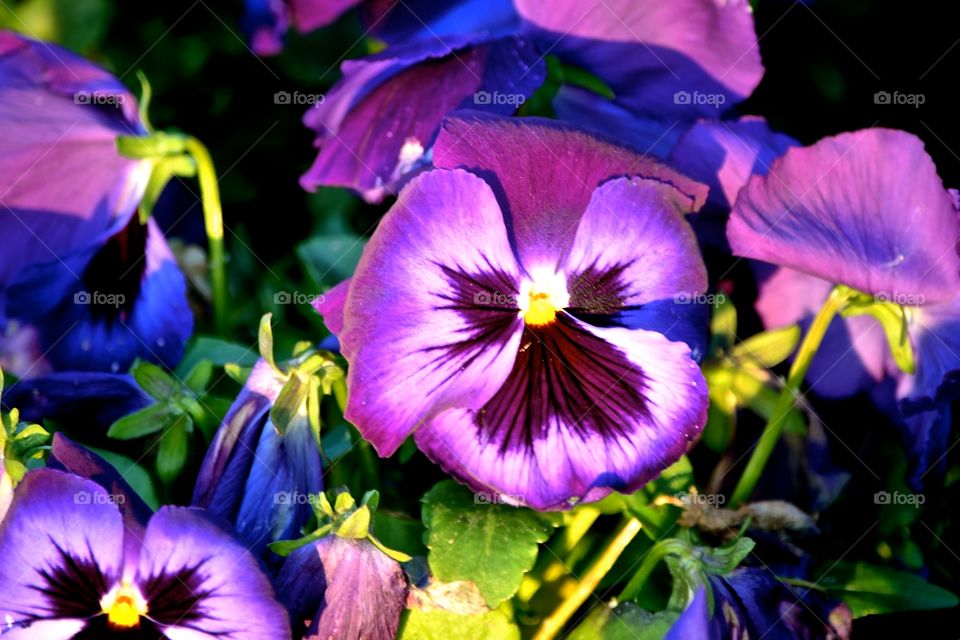 detail of a violet flower