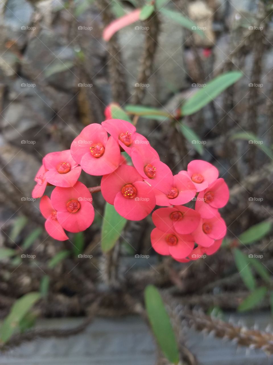 red Flower