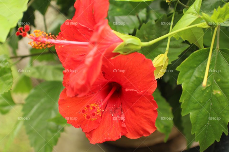 Red Hibiscus