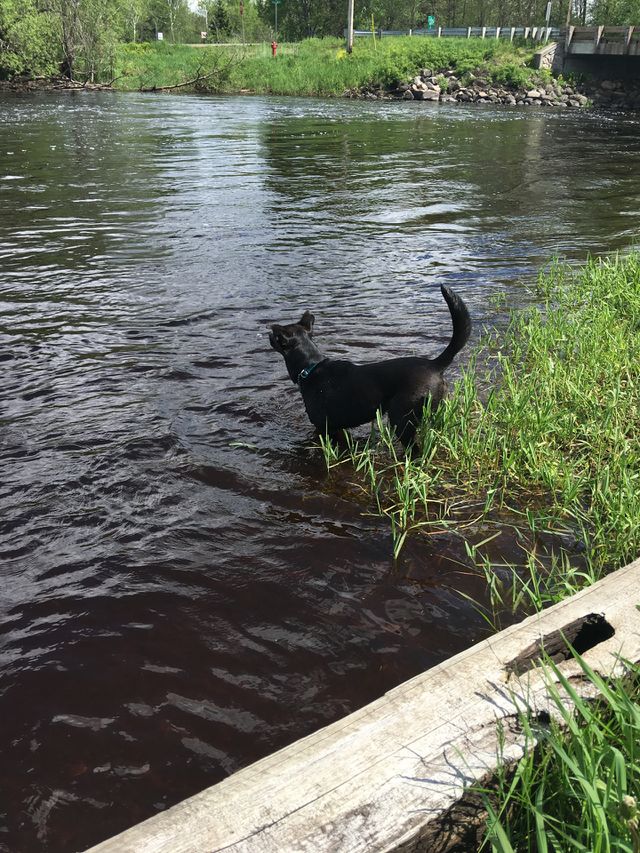 Waterdog 