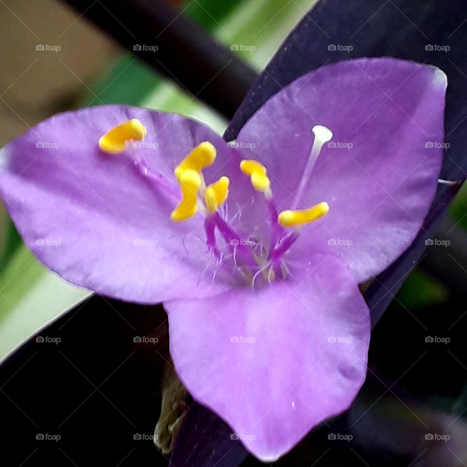 pop of color  - violet flower and yellow anthers of purple trandescantia