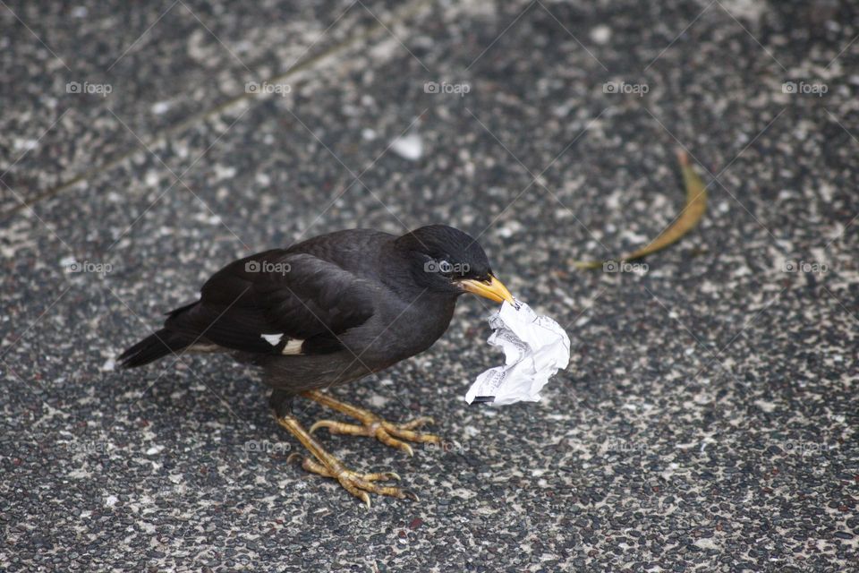 A wild beo snatching a shopping receipt in a food court showing the human impact on nature.