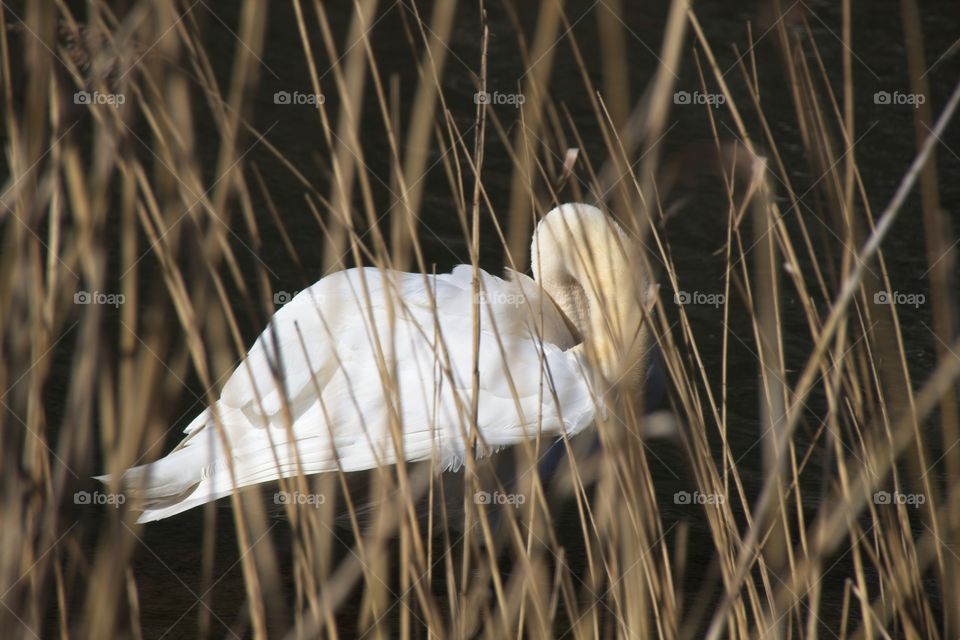 close up of a white swan