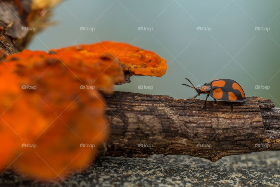 ladybug walking under log