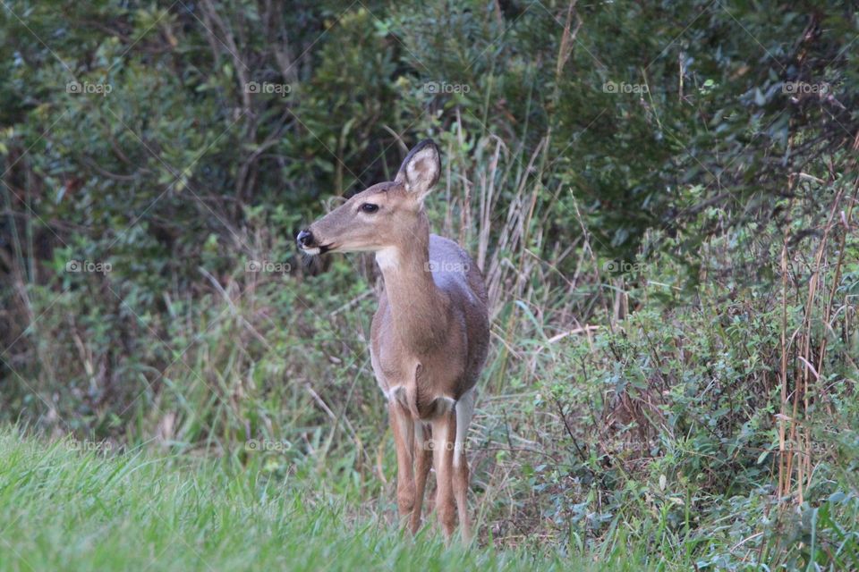 Eastern whitetail deer on alert