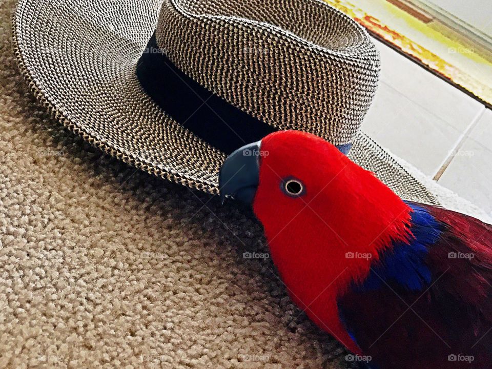 A red parrot with a sun hat.