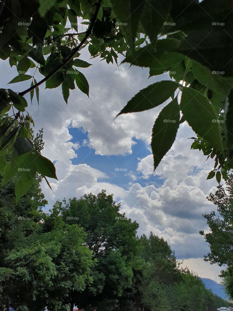 drammatic sky in the frame of green leaves and trees