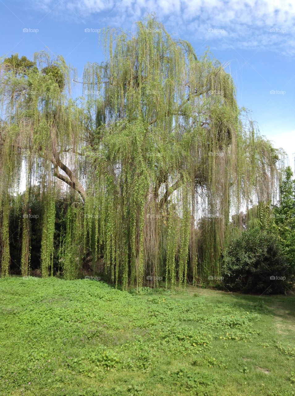 Weeping Willow 