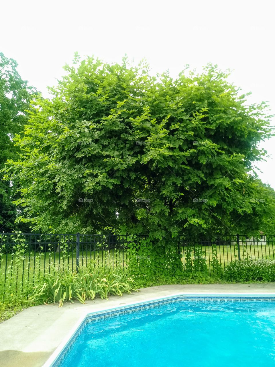 I've always loved this big, beautiful tree next to our pool.