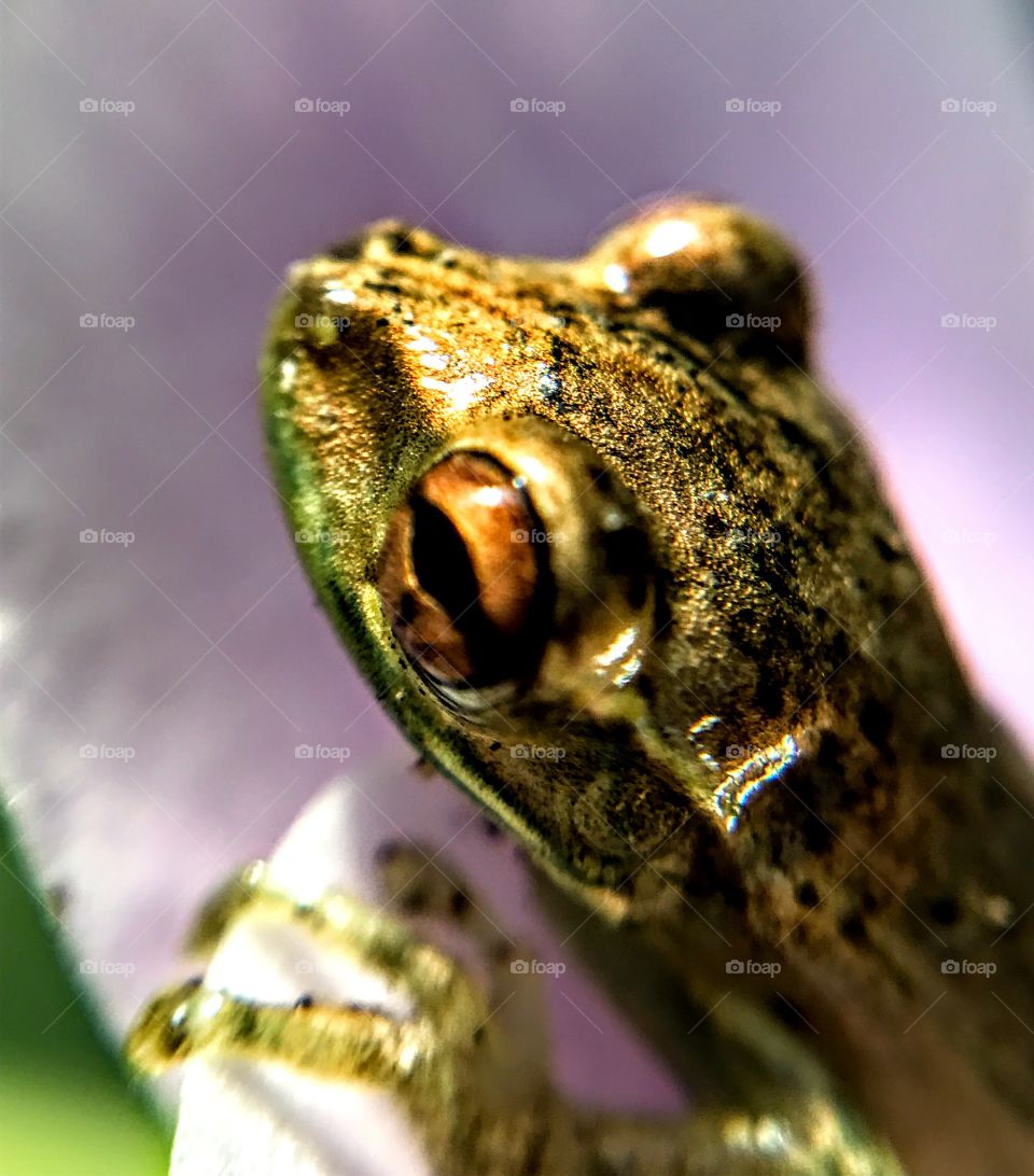 Baby Frog resting on a flower petal ...