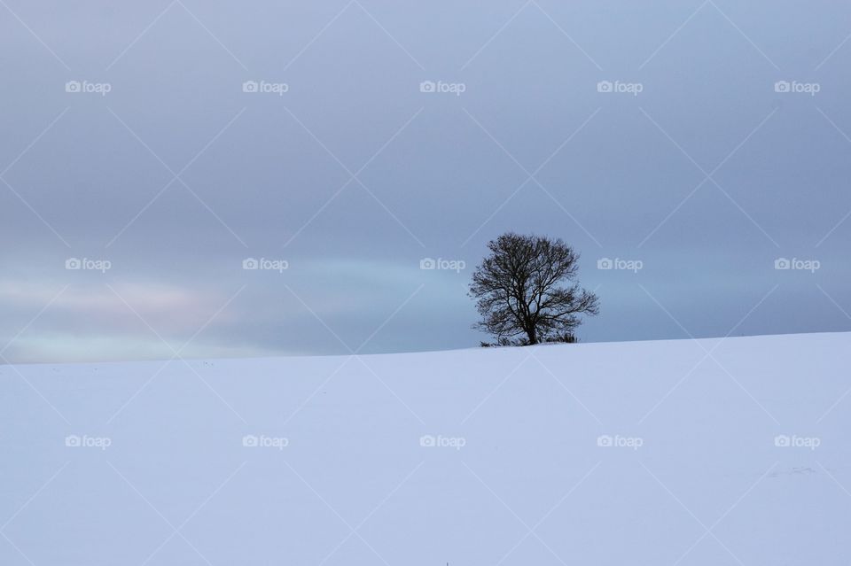 Winter Field