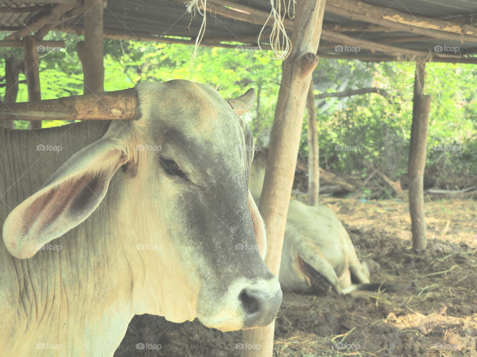 cow in farm,close up white cow in farm vintage,thai farmer
