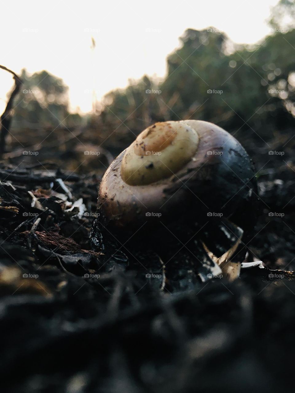 A snails shell being the only remain on a charred land. 