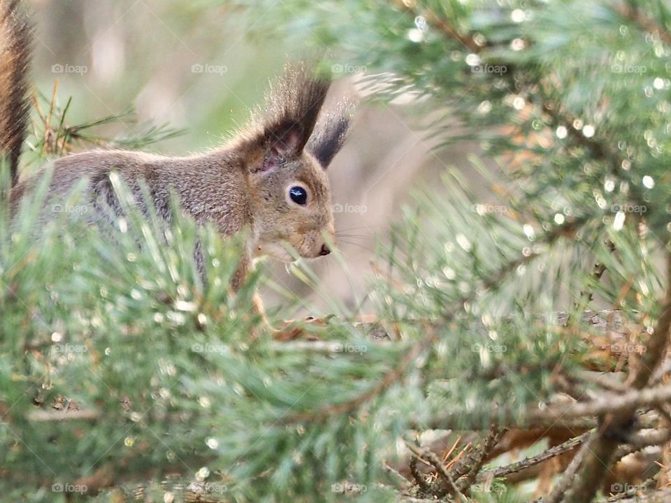 squirrel