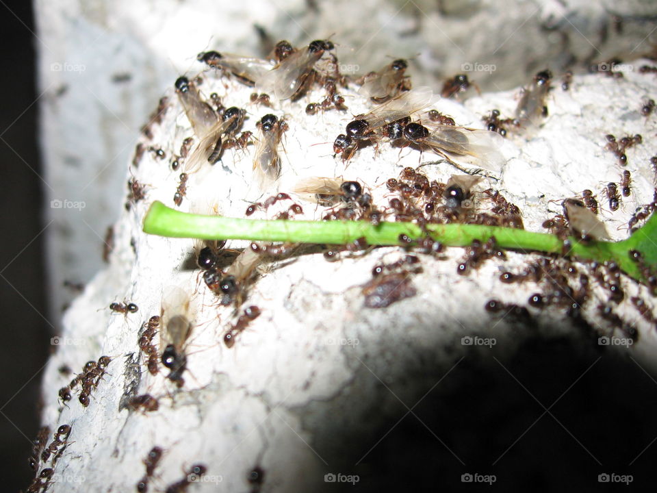 ants