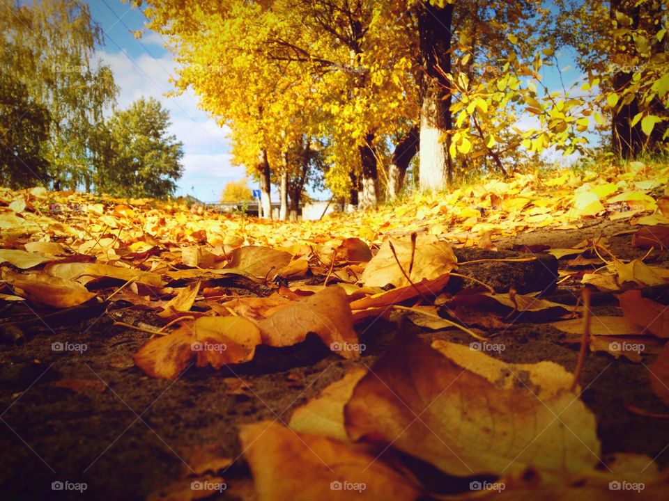 Close-up autumn leaves in autumn