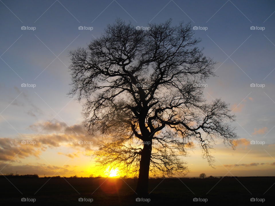 Oak at Sunset