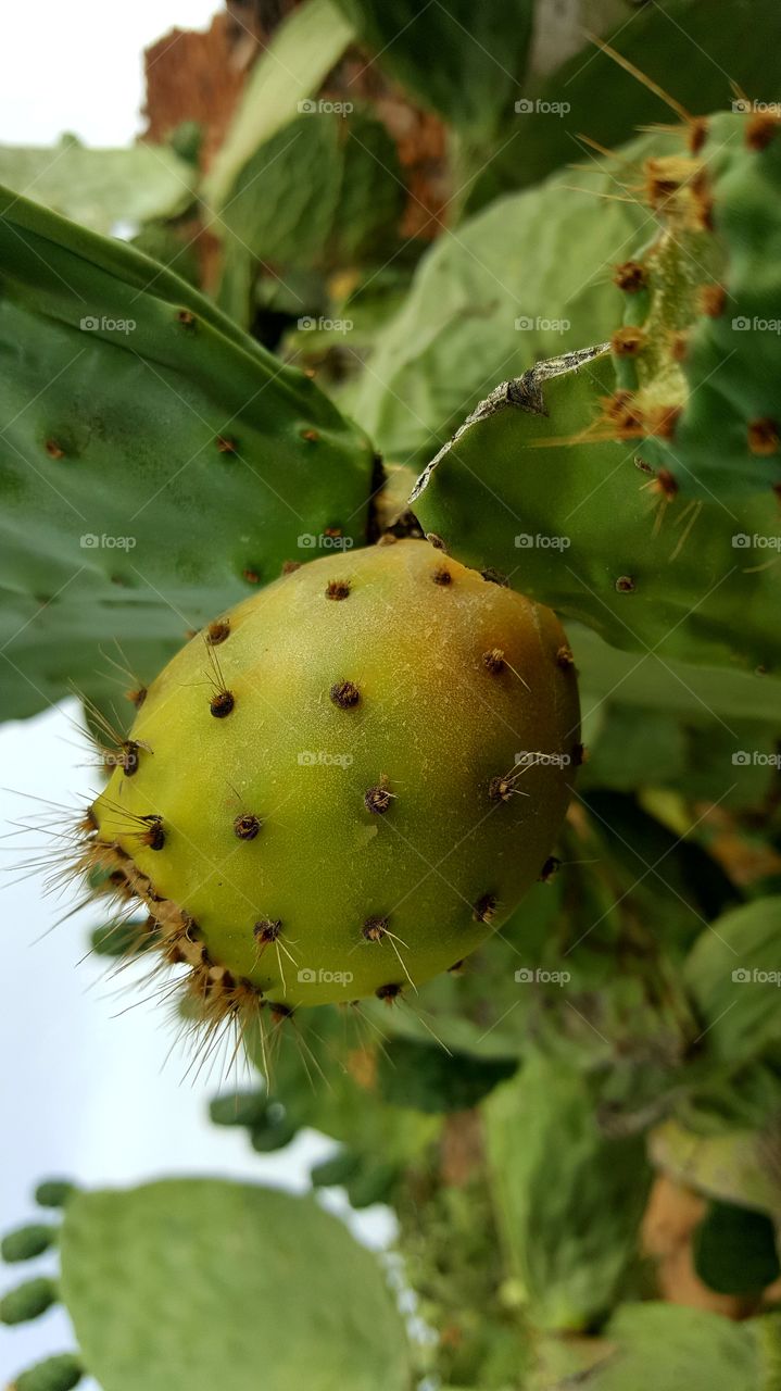 fruits cactus