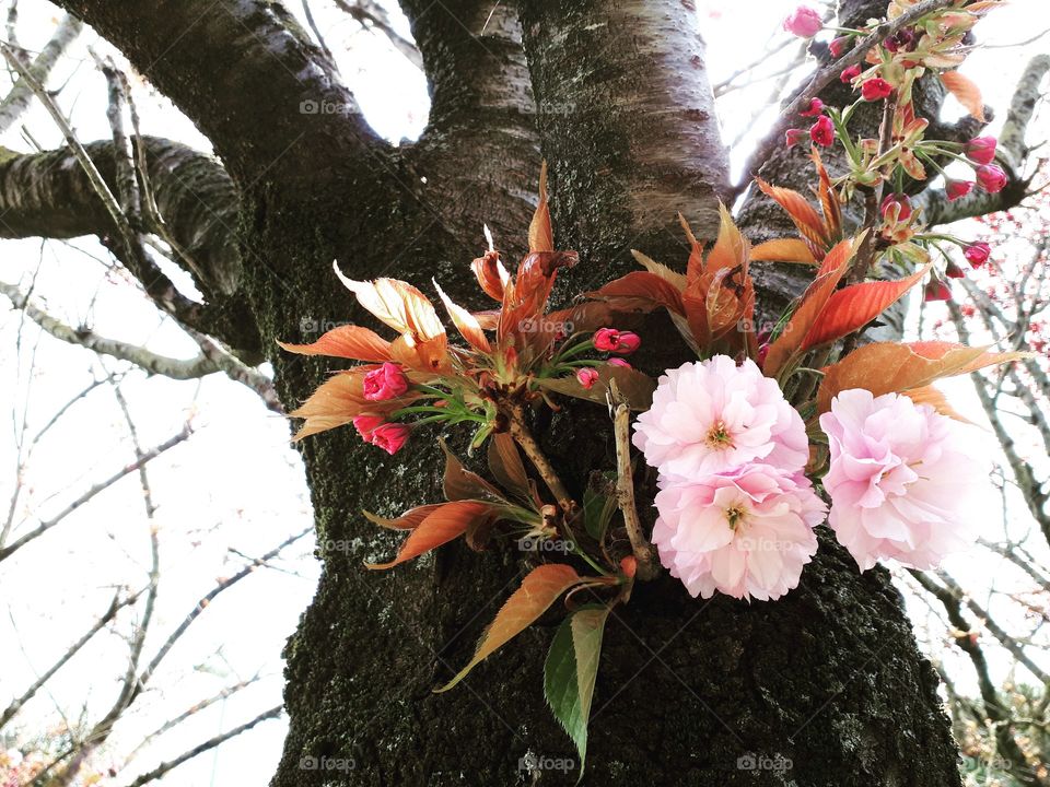 Pink flowers