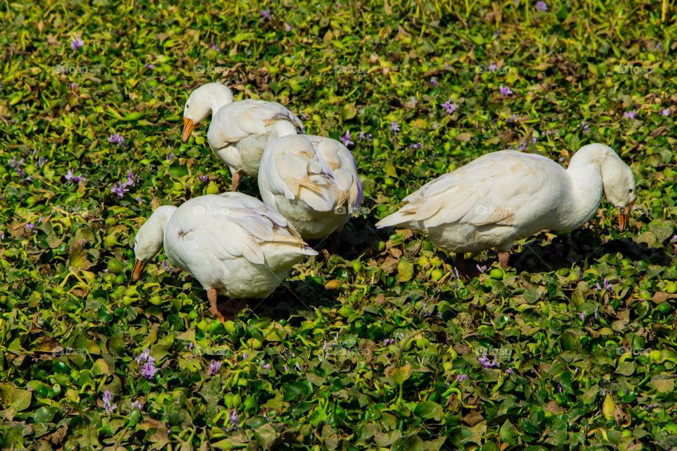 white Ducks with Green grass