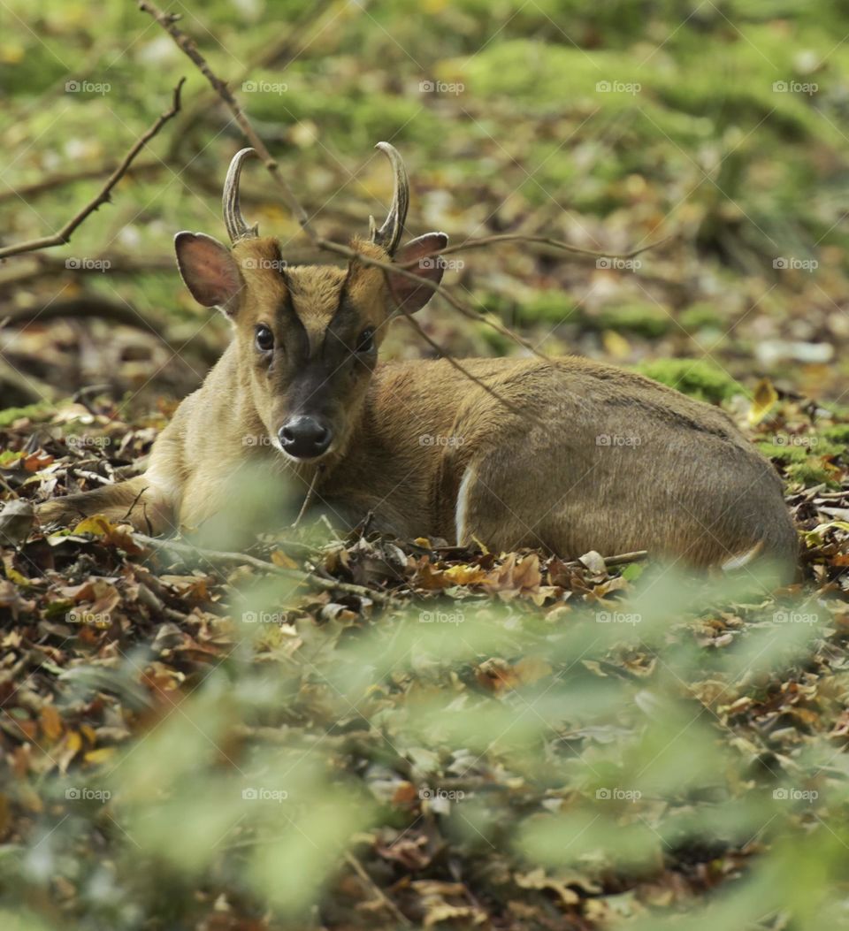 muntjac dear