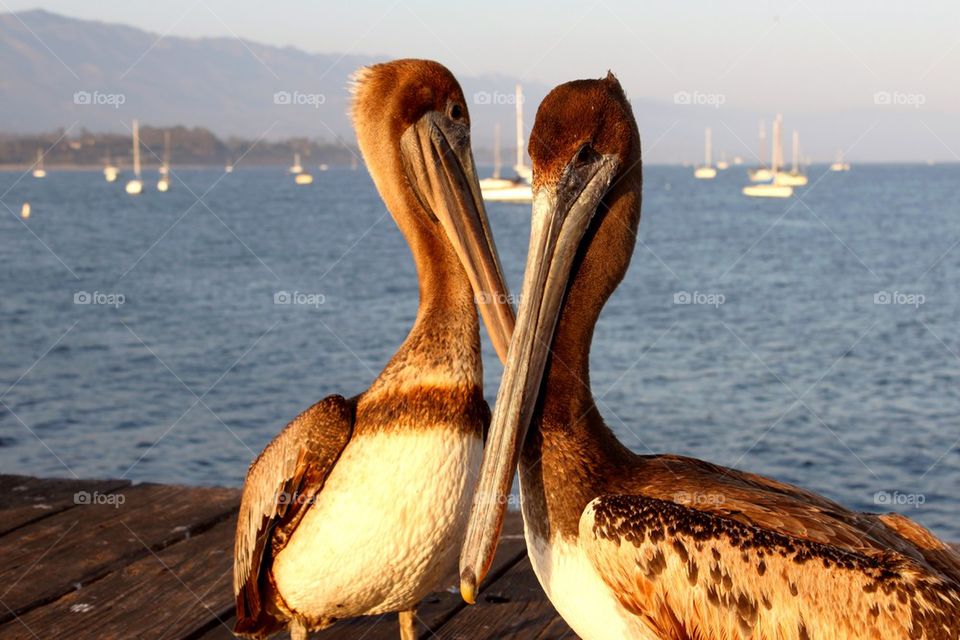 California Pelicans