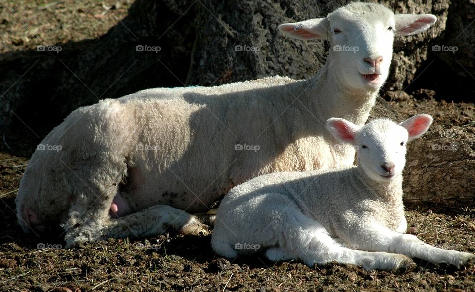 Ewe and your baby