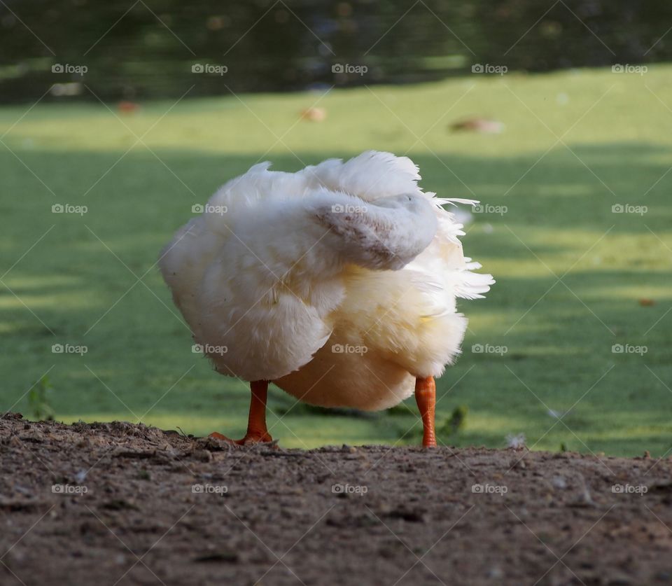 A white duck on land