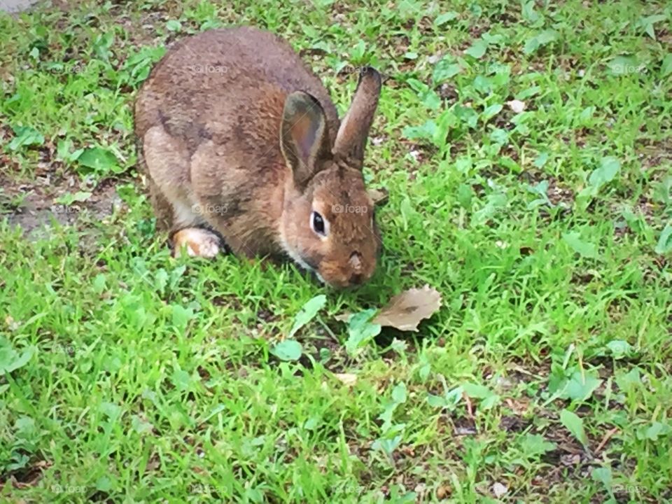 Baby rabbit outside eating plants