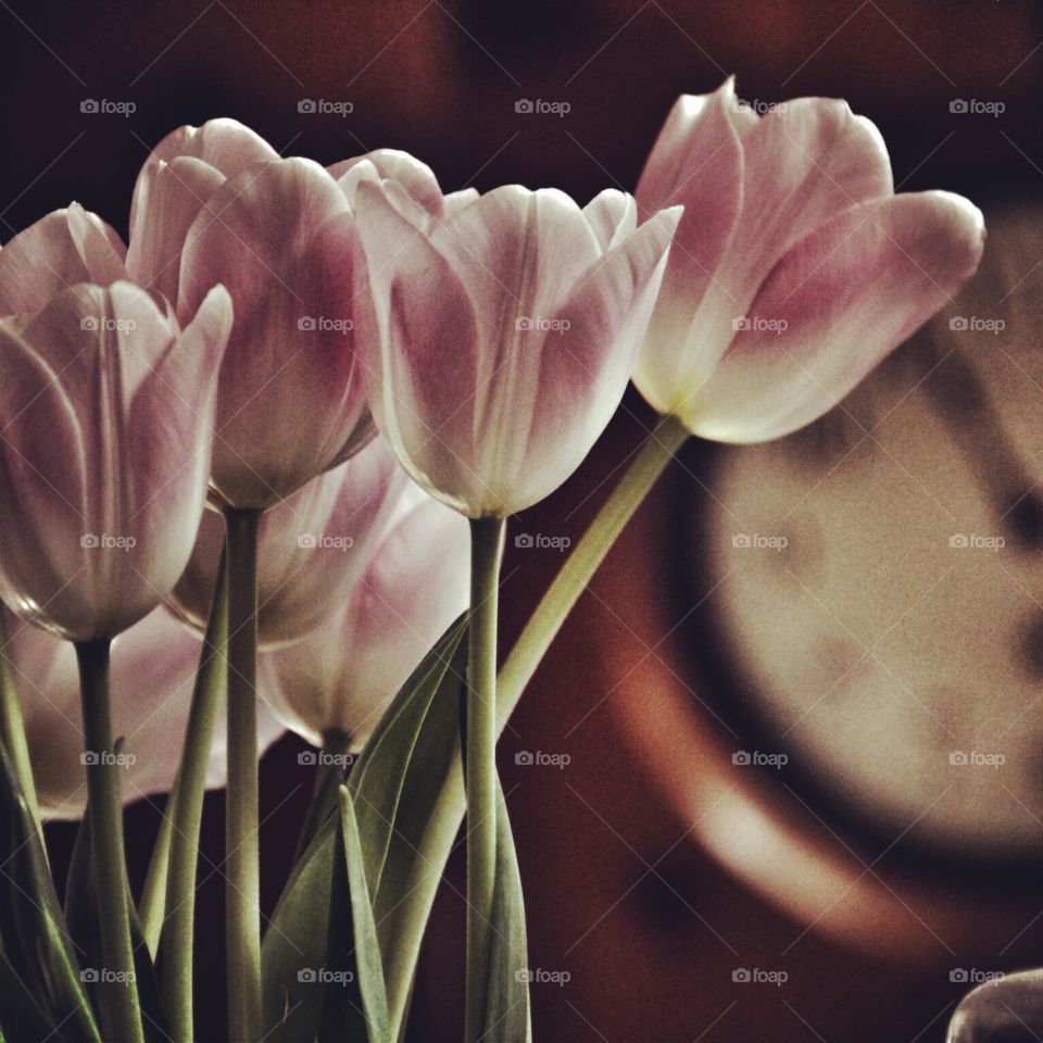 Tulip Time