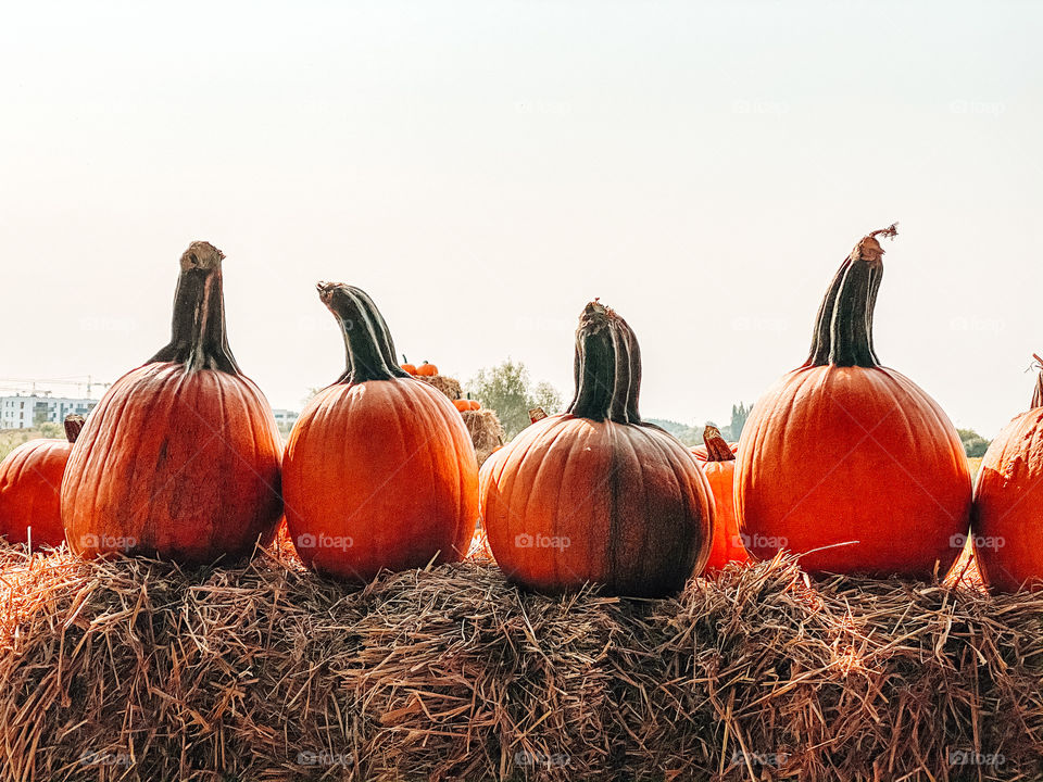 Pumpkins