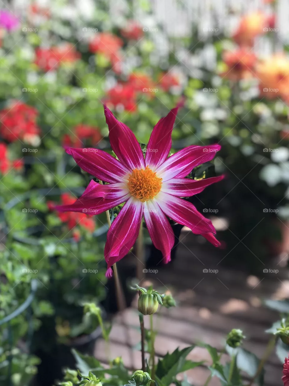 Fiore 