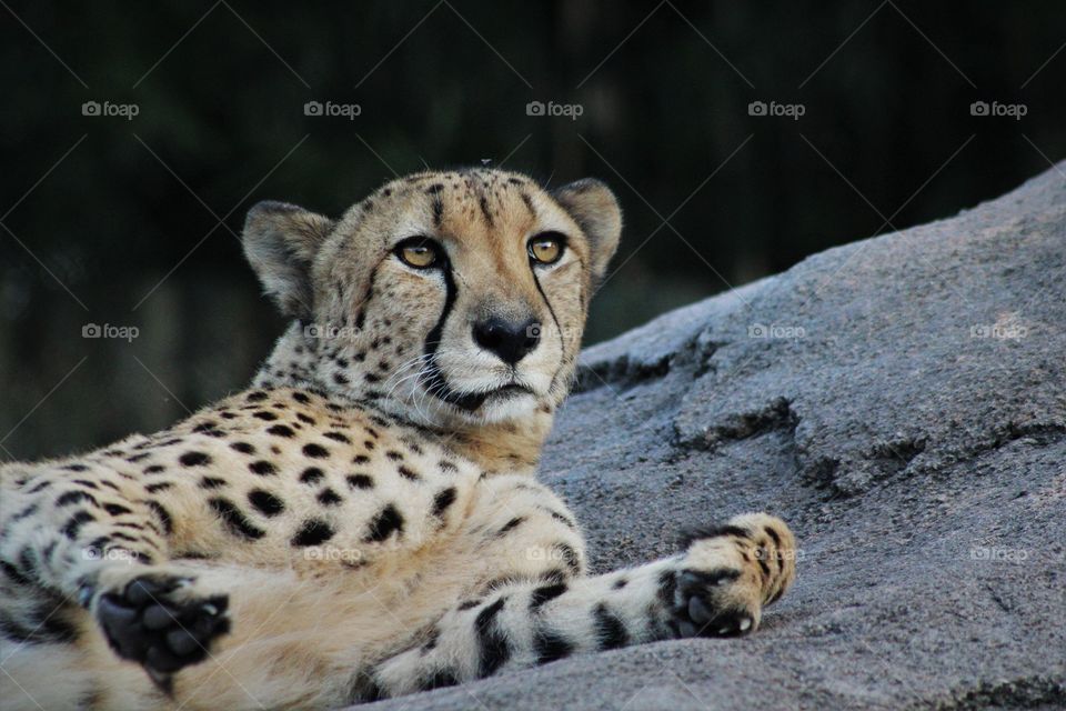 cheetah lax