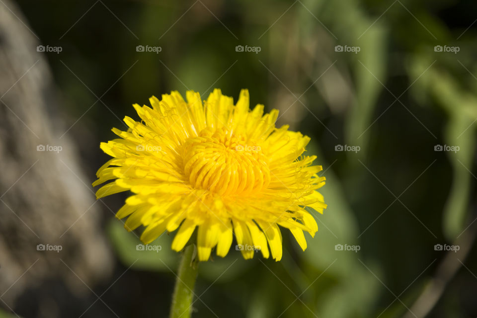 yellow dandelion closeup. symbol of spring concept