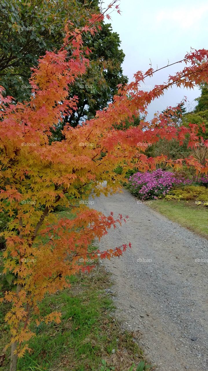 Fall foliage