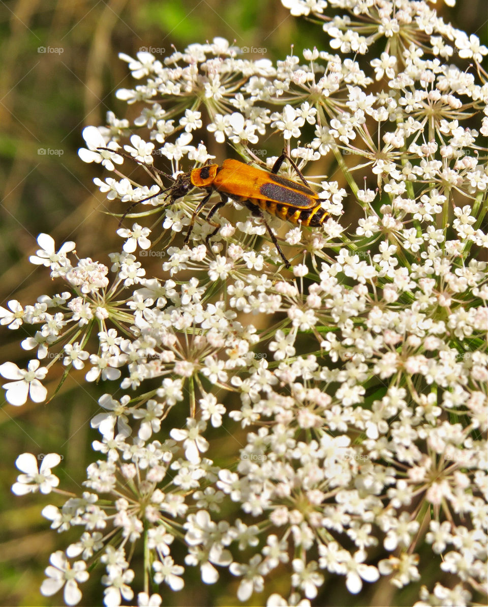 Soldier Beetle insect