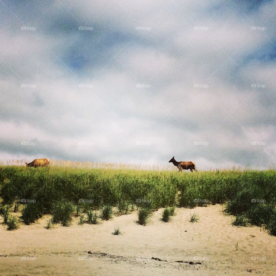 Elk dune