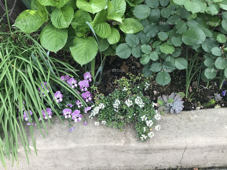 Spring border plants 