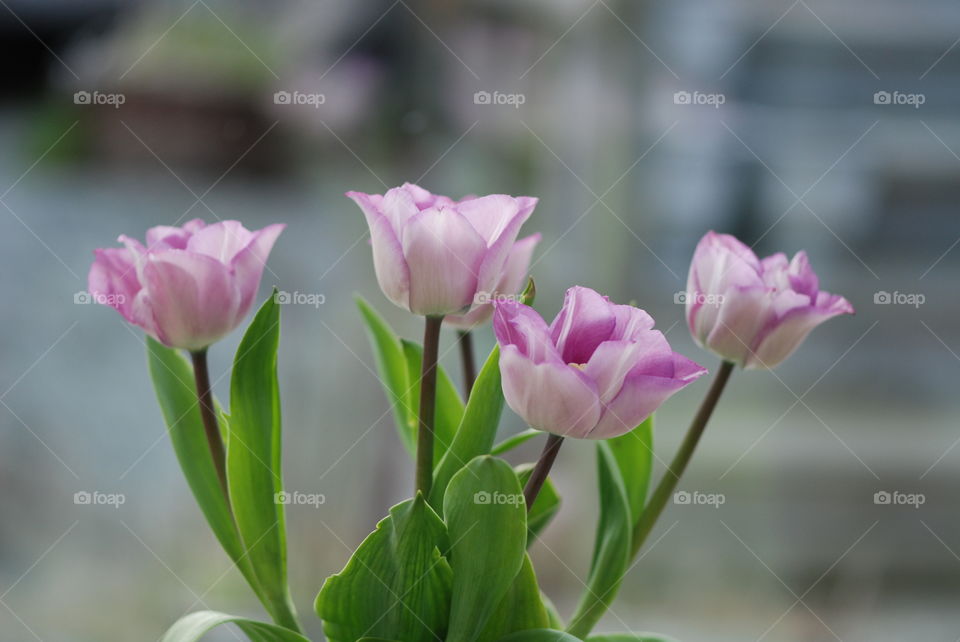 Tulips