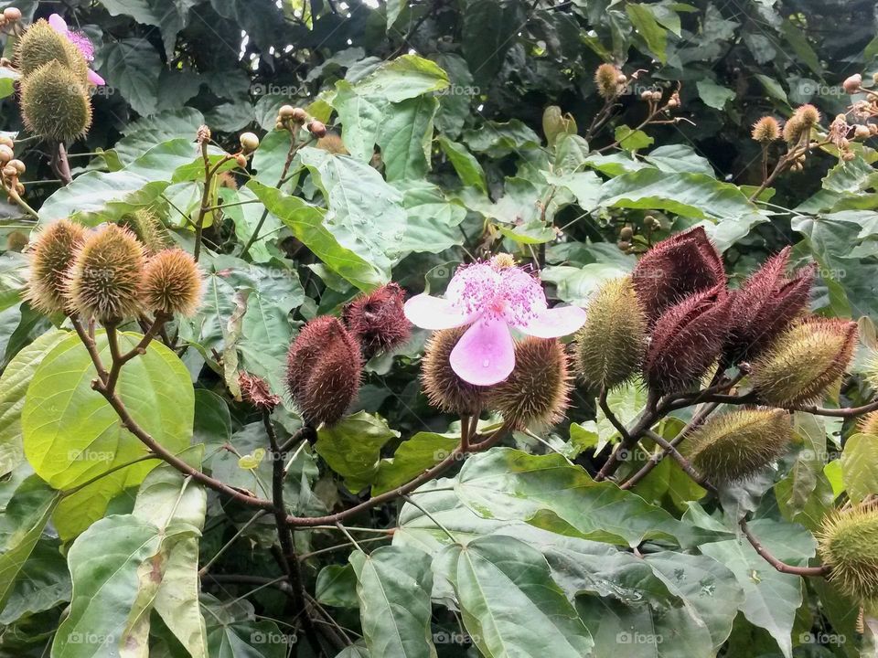 funny jungle plant