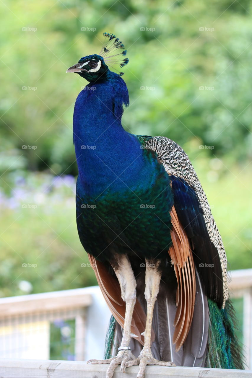 peacock