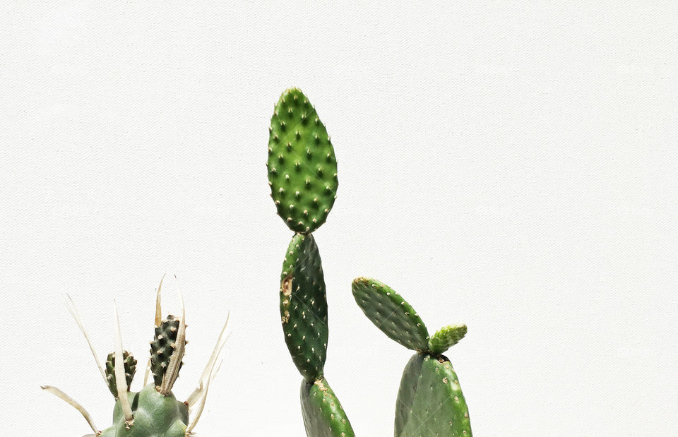 Budding Cacti