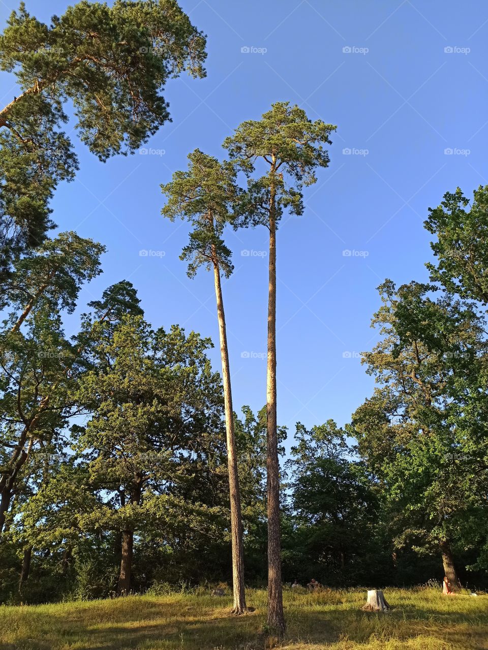 trees around us. pine trees.