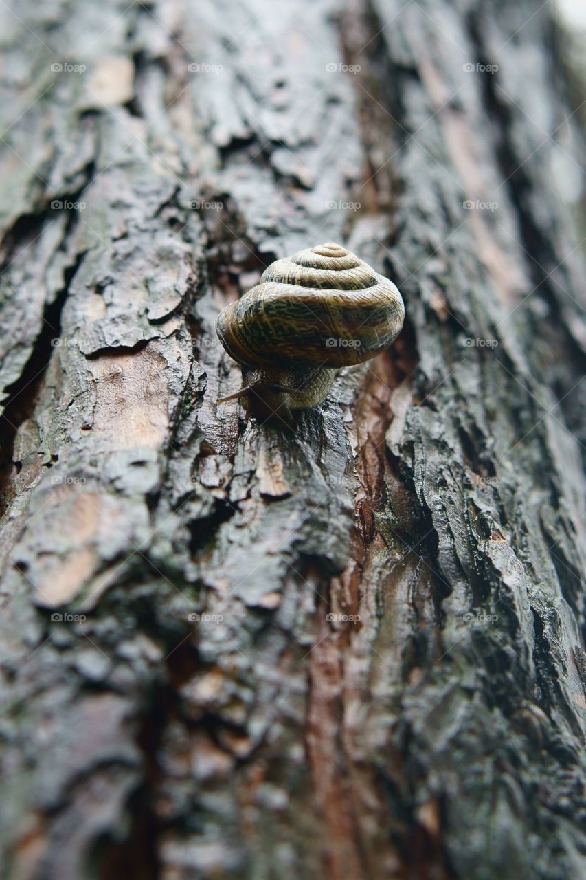 snail on a tree