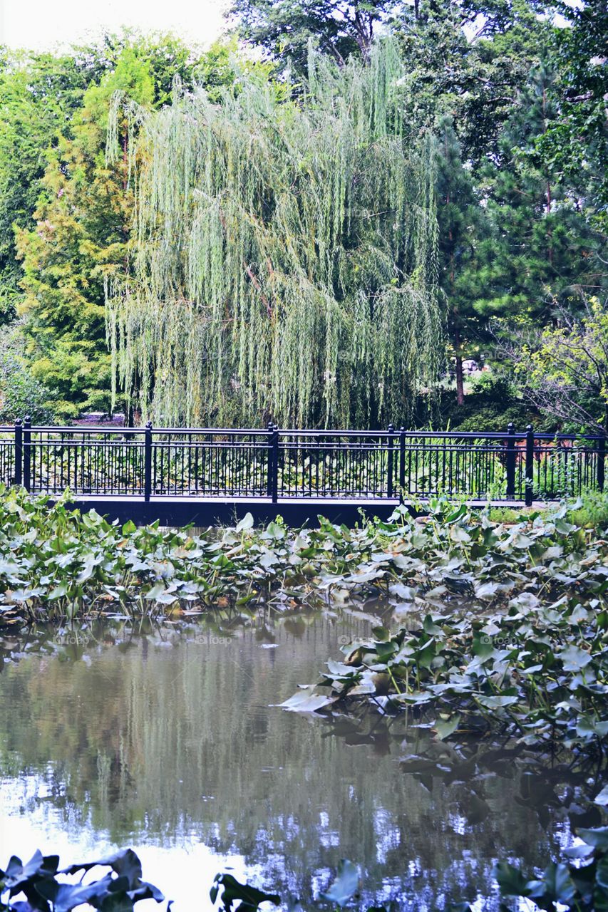 willow behind the bridge