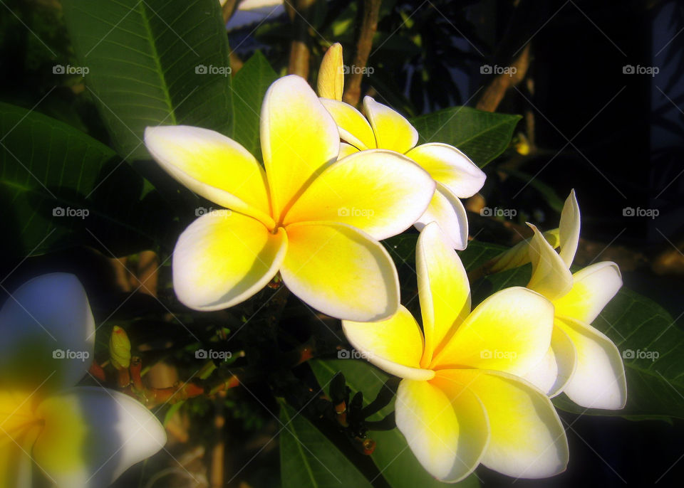 flowers yellow white china by mengzishiliu