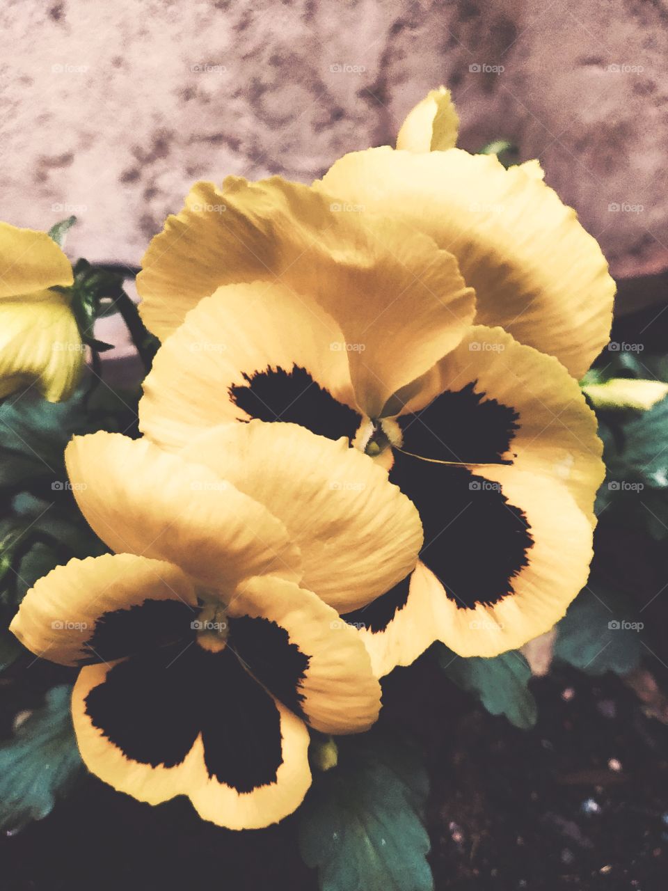yellow flowers